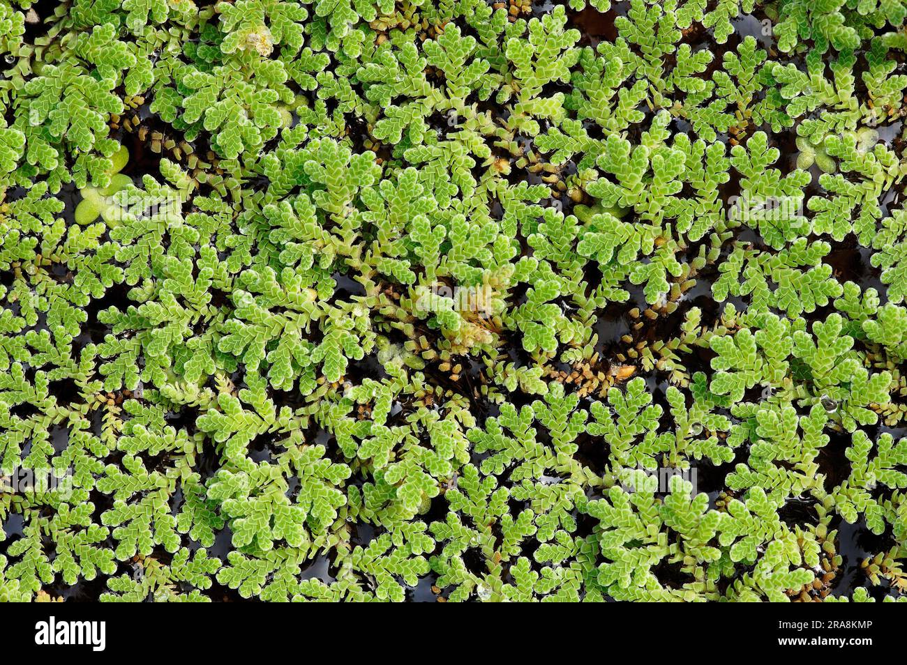 Water fern (Azolla filiculoides) (Azolla caroliniana) Stock Photo