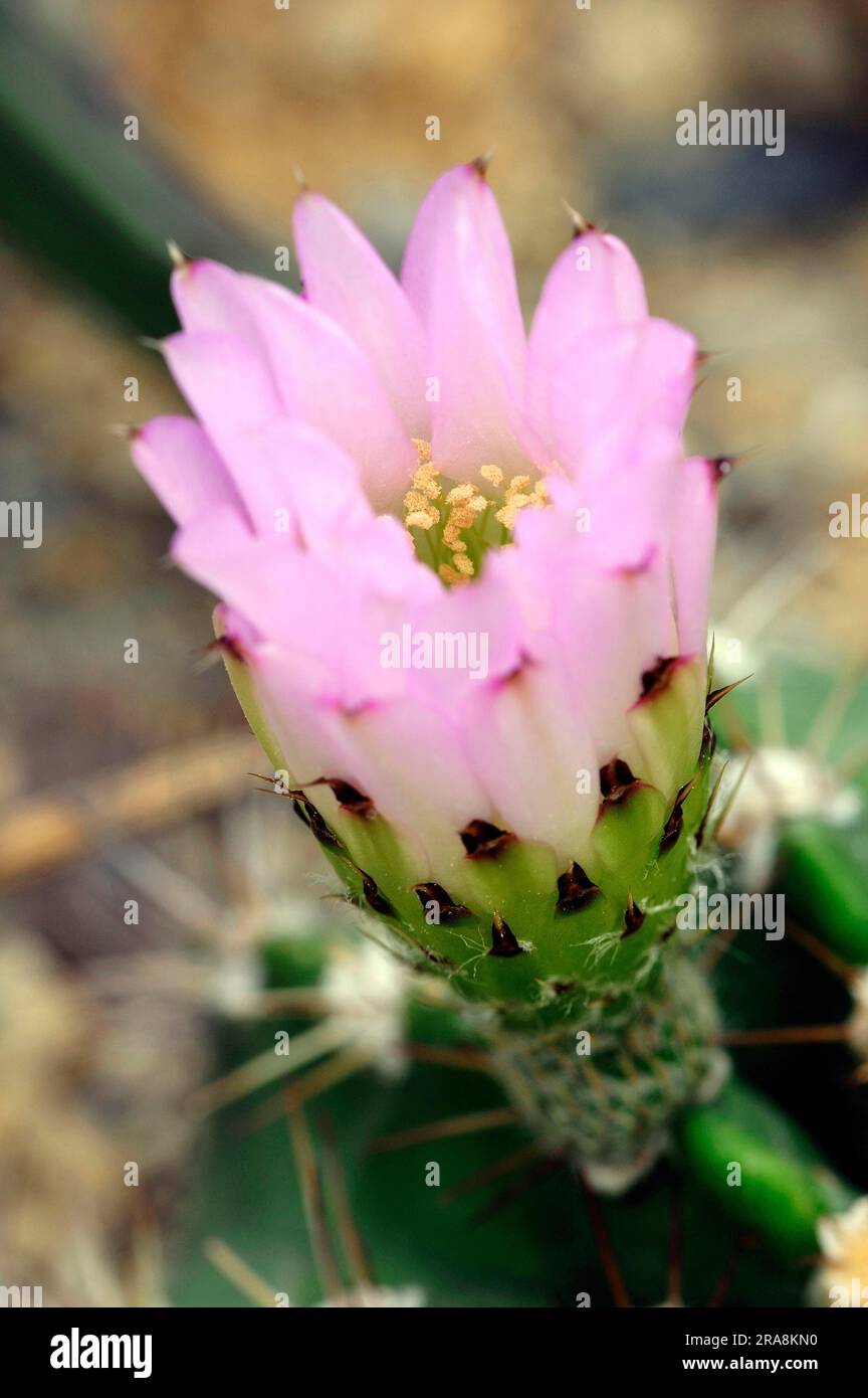 Cactus, flower (Acanthocalycium spiniflorum var. spiniflorum) Stock Photo