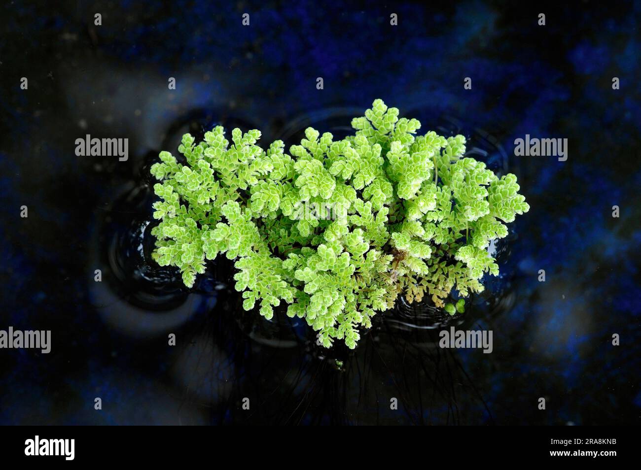 Water fern (Azolla filiculoides) (Azolla caroliniana) Stock Photo