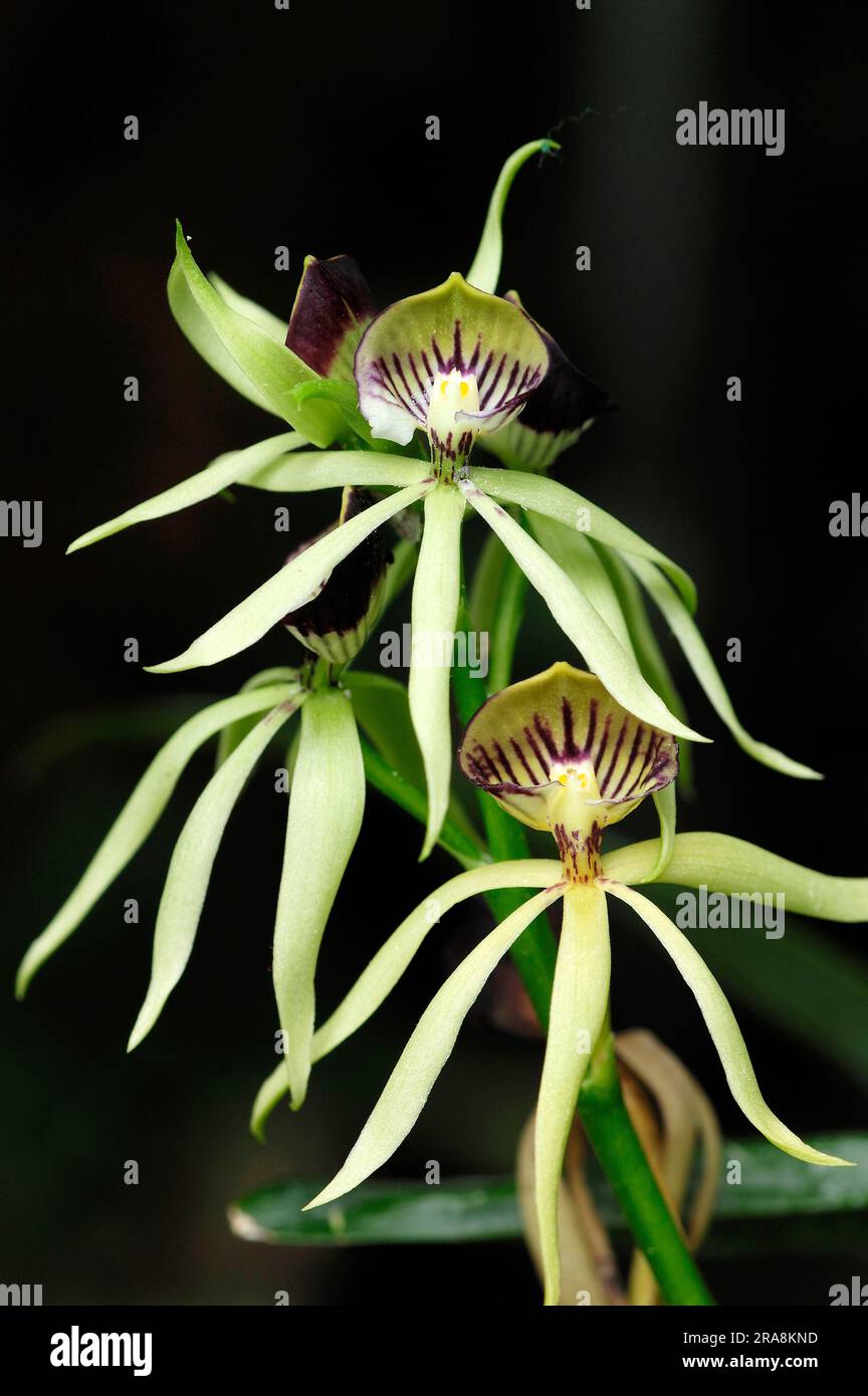 Orchid (Epidendrum Green Hornet) (Encyclia Green Hornet), hybrid of (Encyclia cochleatum x Encyclia lancifolium) Stock Photo