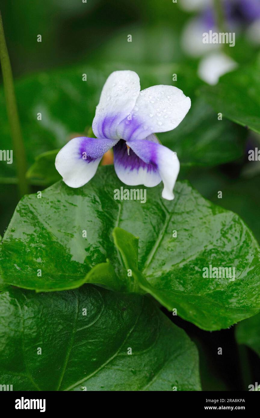Australian Violet (Viola hederacea Stock Photo Alamy