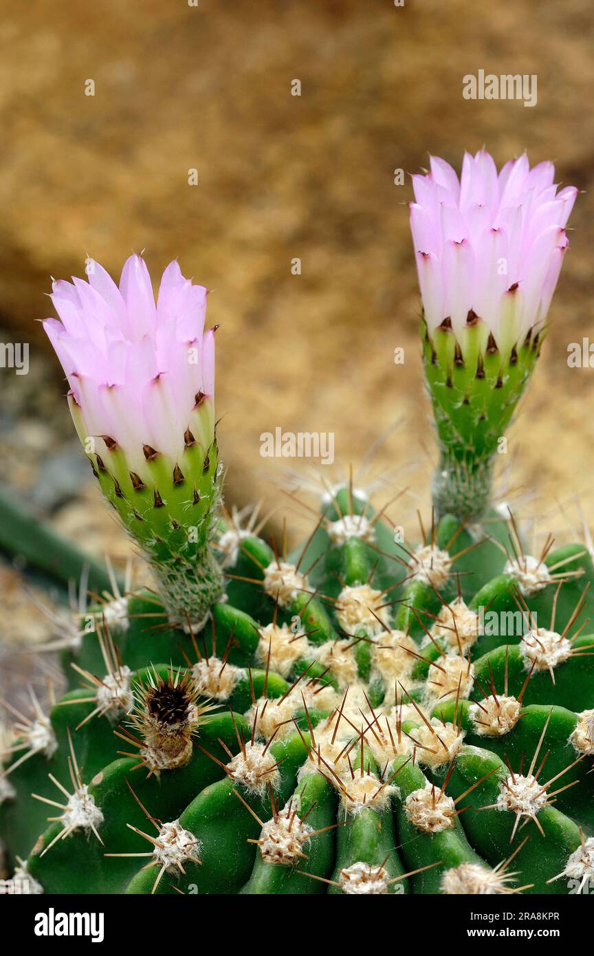 Cactus, flowers (Acanthocalycium spiniflorum var. spiniflorum) Stock Photo