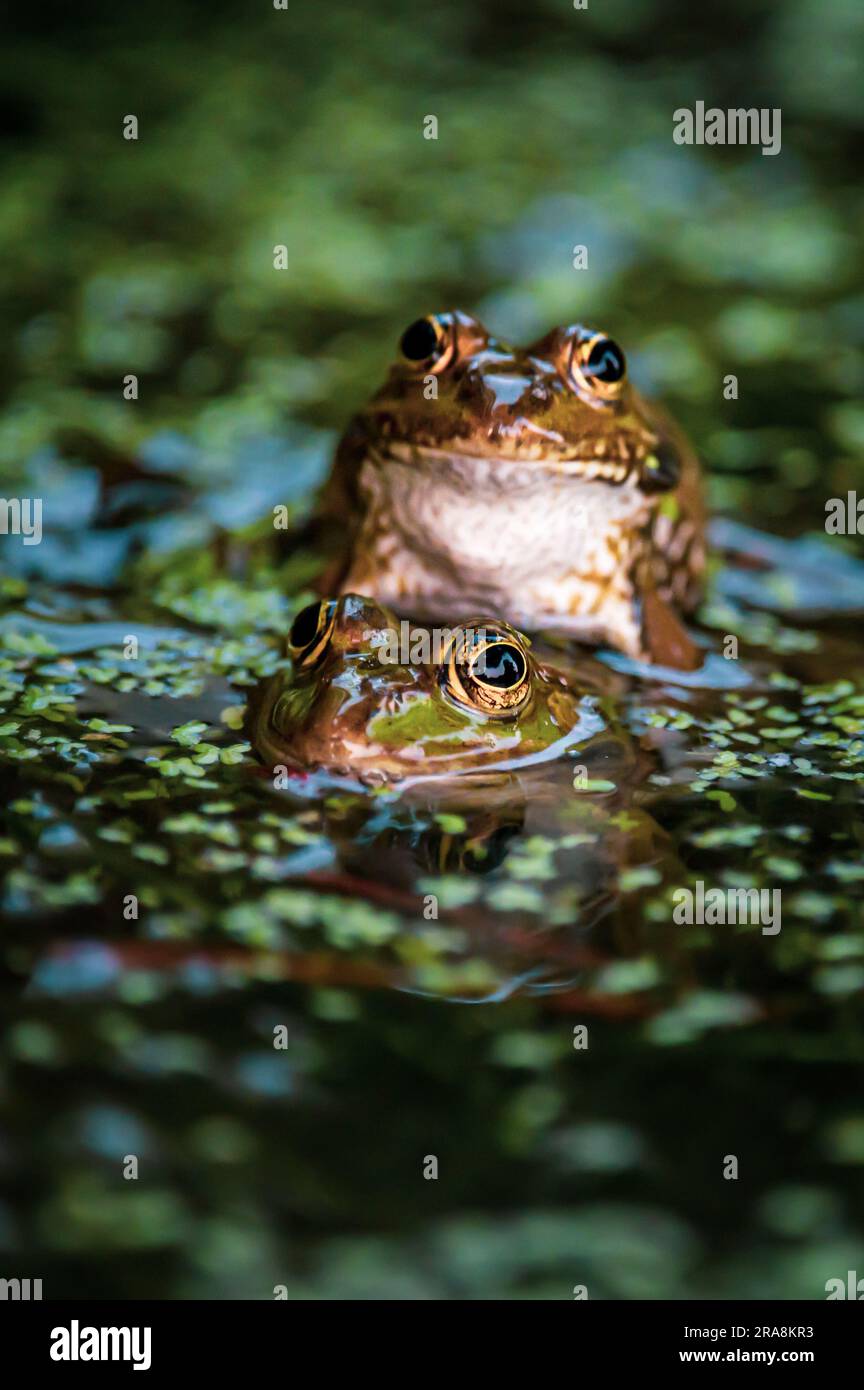 Plastic frog on water hi-res stock photography and images - Alamy