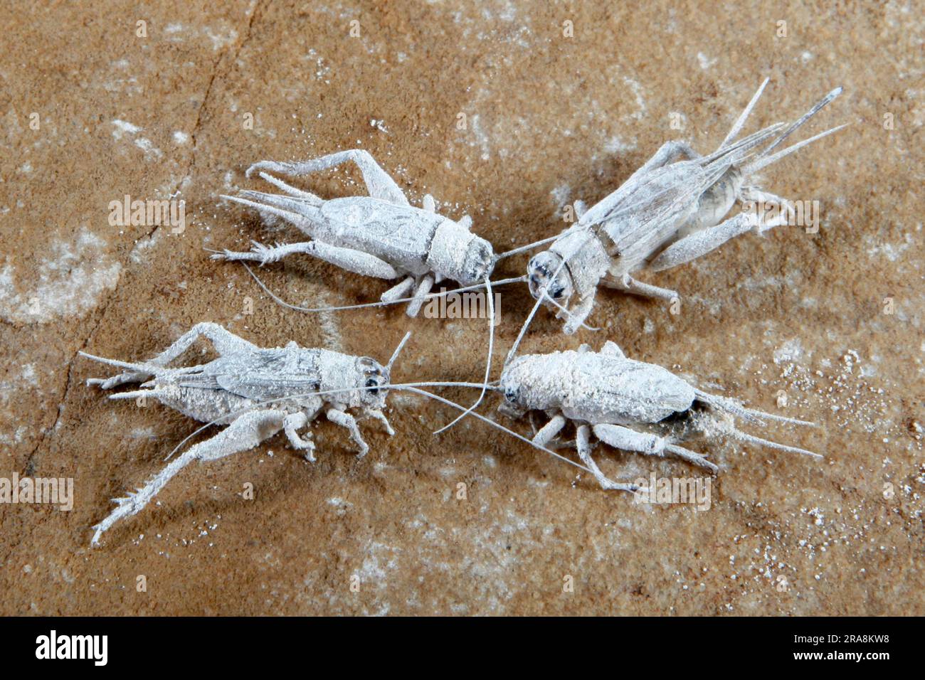 Crickets pollinated with vitamin powder (Acheta domestica), forage animals Stock Photo
