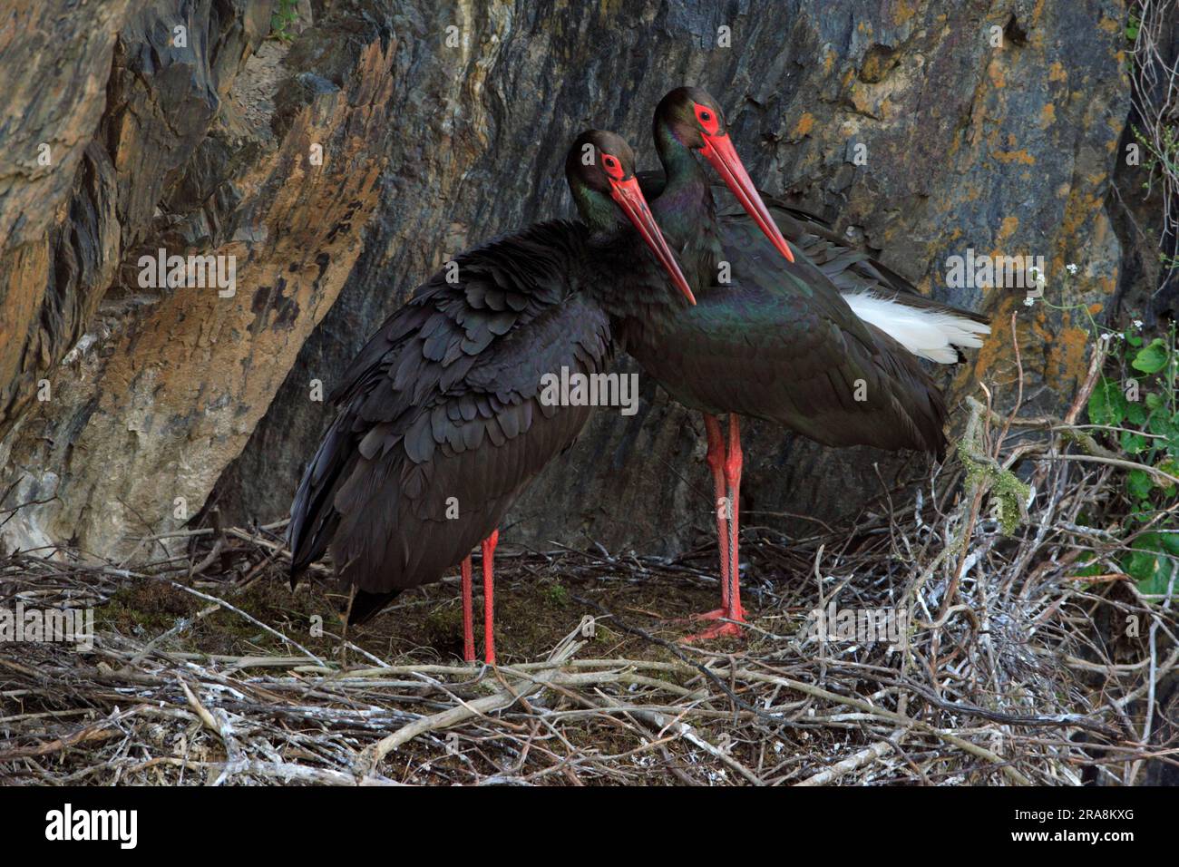 Black Storks (Ciconia nigra), pair at nest, Portugal Stock Photo
