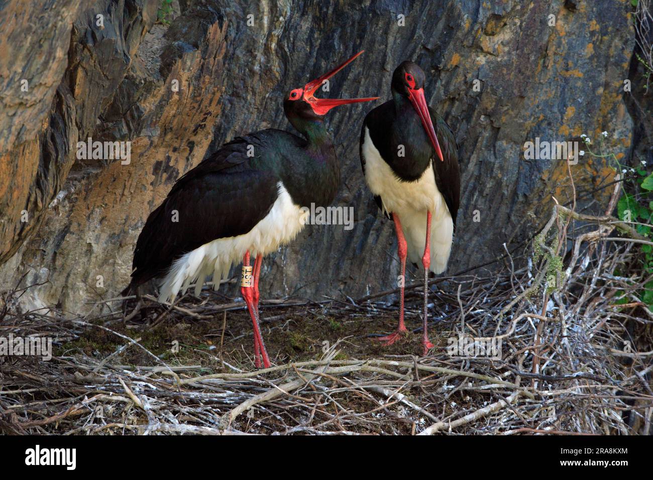 Black Storks (Ciconia nigra), pair at nest, Portugal Stock Photo