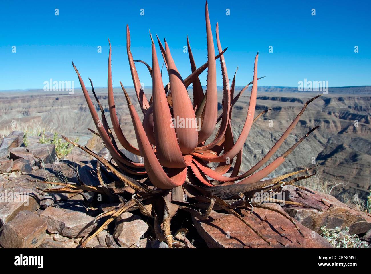 Aloe gariepensis aloe gariepensis hi-res stock photography and images -  Alamy