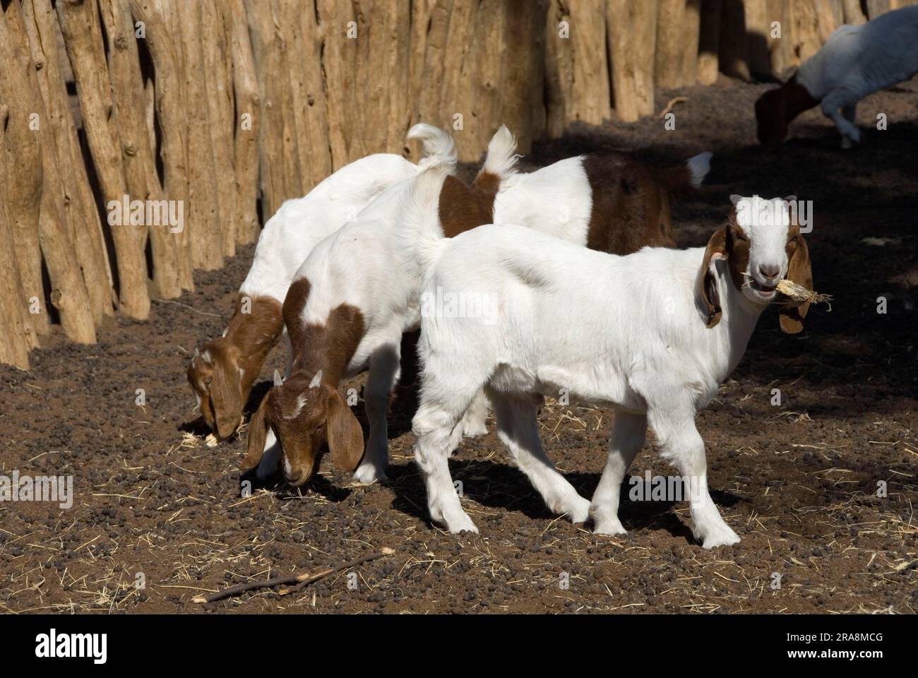 Domestic goats, goat, goats, fawns, NamibNaukluft Park, Namibia Stock Photo Alamy