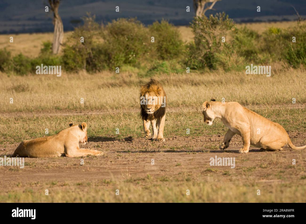 African Lions (Panthera leo), male and females, Masai Mara game reserve ...