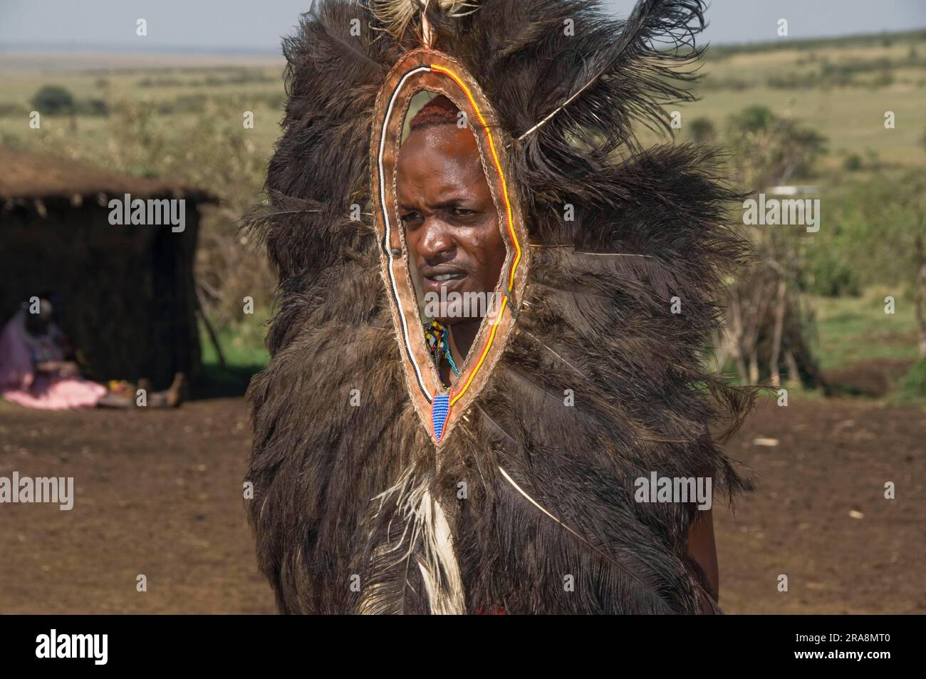 Maasai warrior with ostrich feather headdress, Maasai Mara, Kenya ...