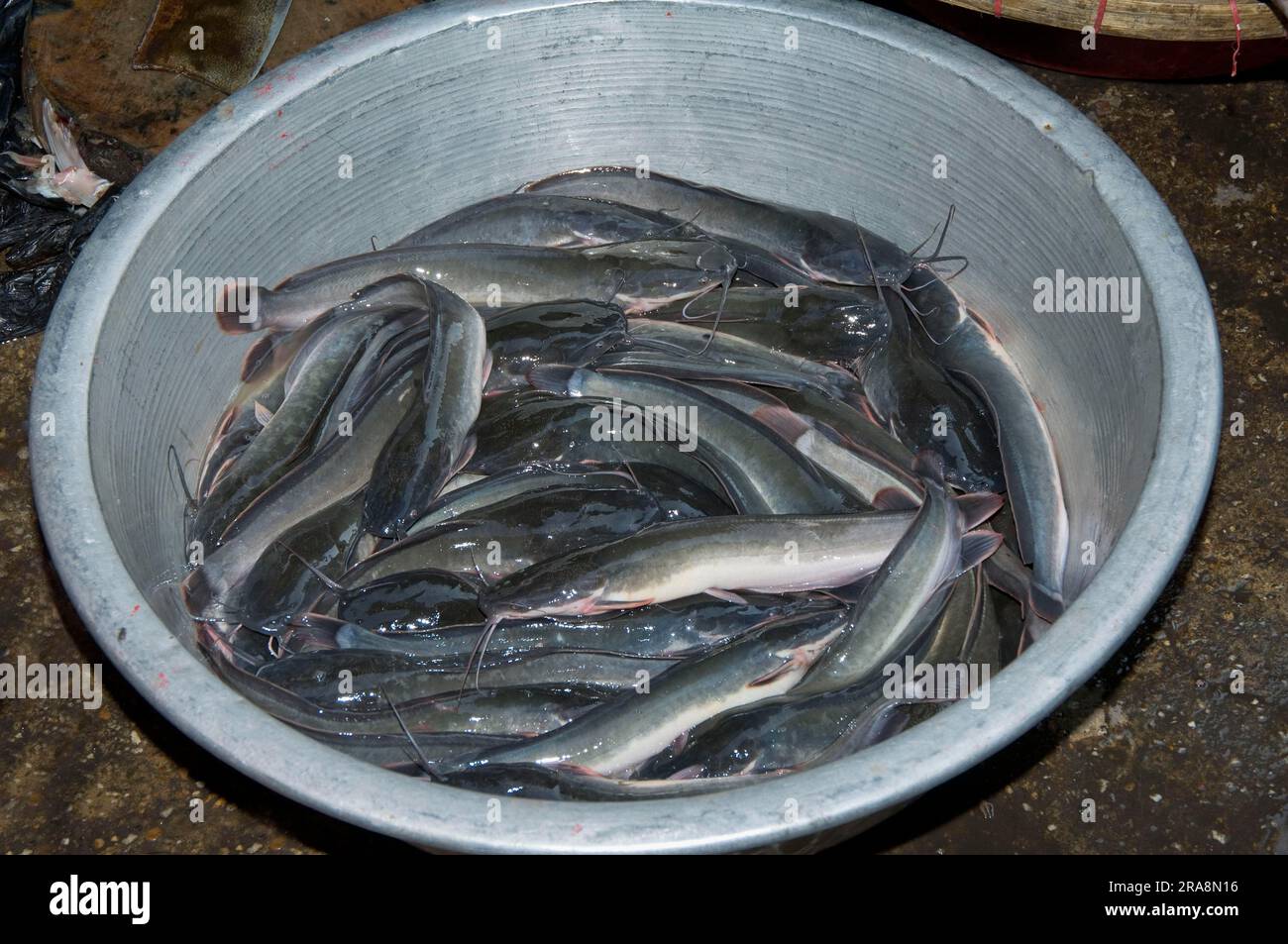 Catfish in shell, market, Yangon, Burma, Myanmar, Yangon Stock Photo