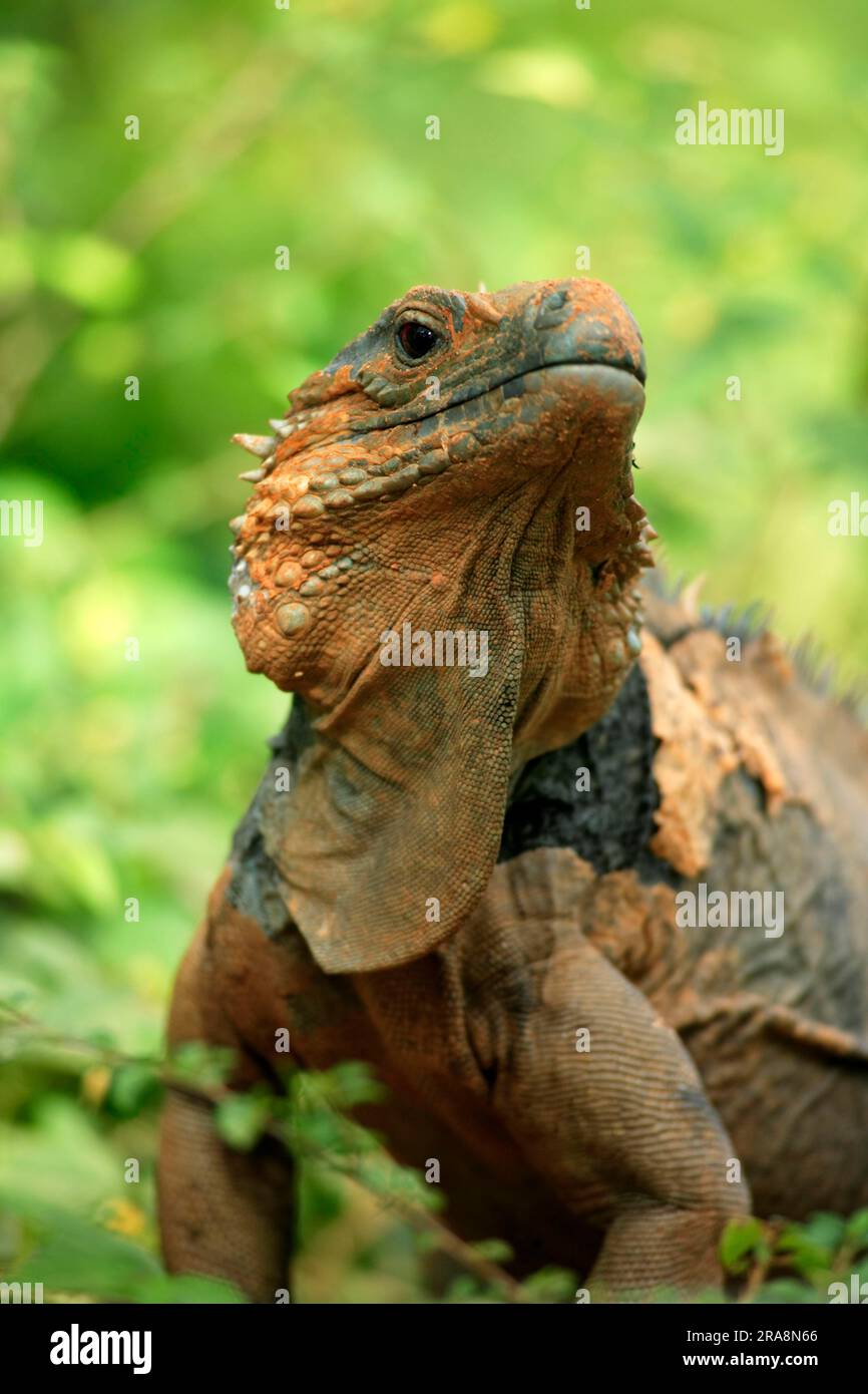 Grand Cayman Rock Iguana, male, Grand Cayman (Cyclura nubila lewisi