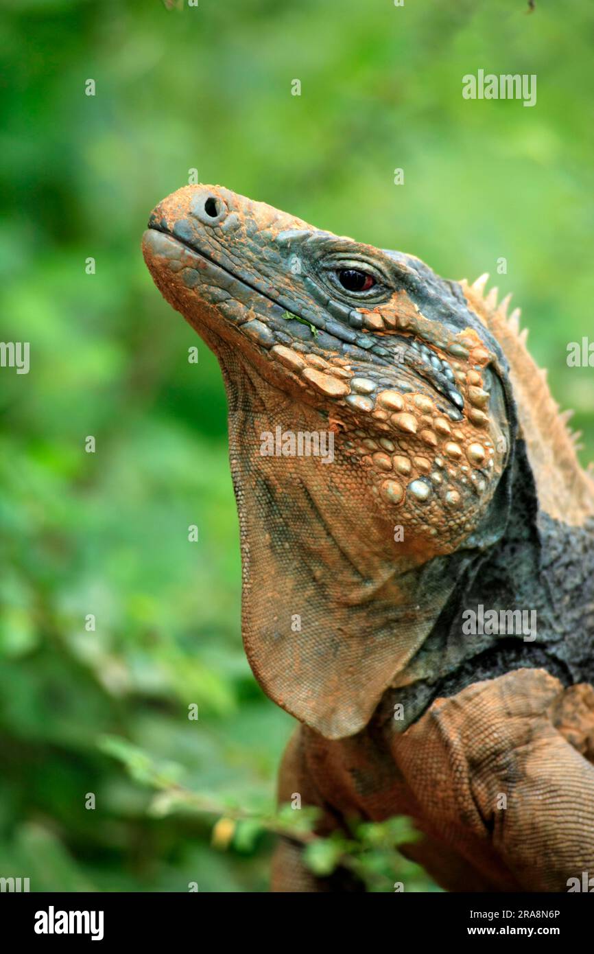 Grand Cayman Rock Iguana, male, Grand Cayman (Cyclura nubila lewisi