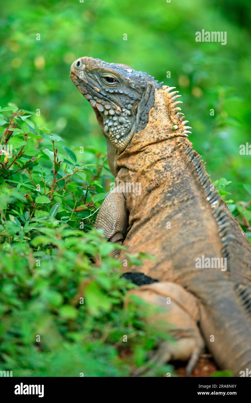 Grand Cayman Rock Iguana, male, Grand Cayman (Cyclura nubila lewisi