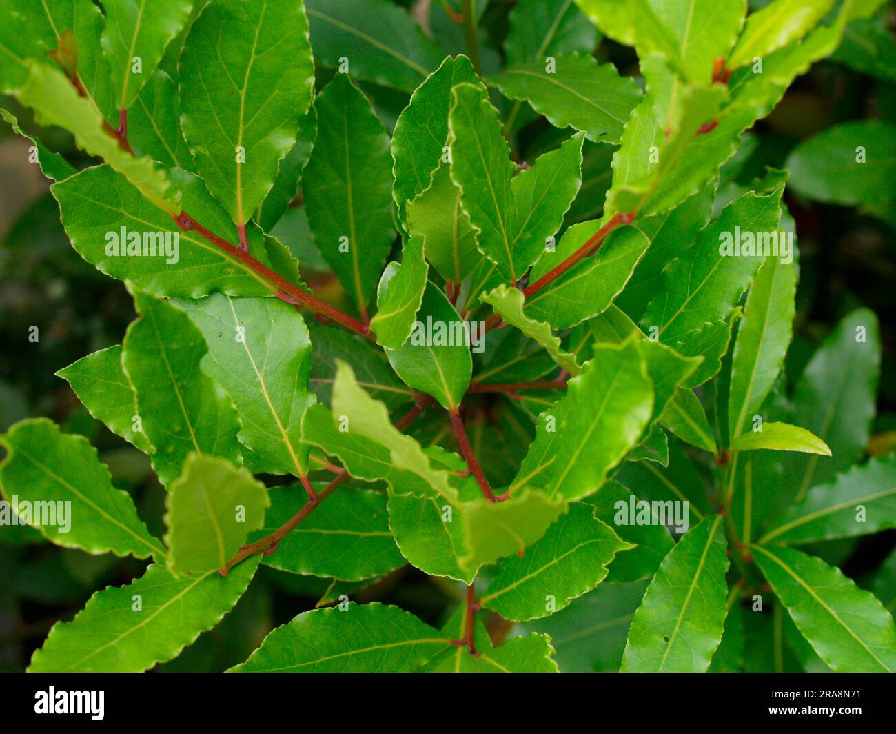 Laurel (Laurus nobilis), laurel family, Lauraceae Stock Photo