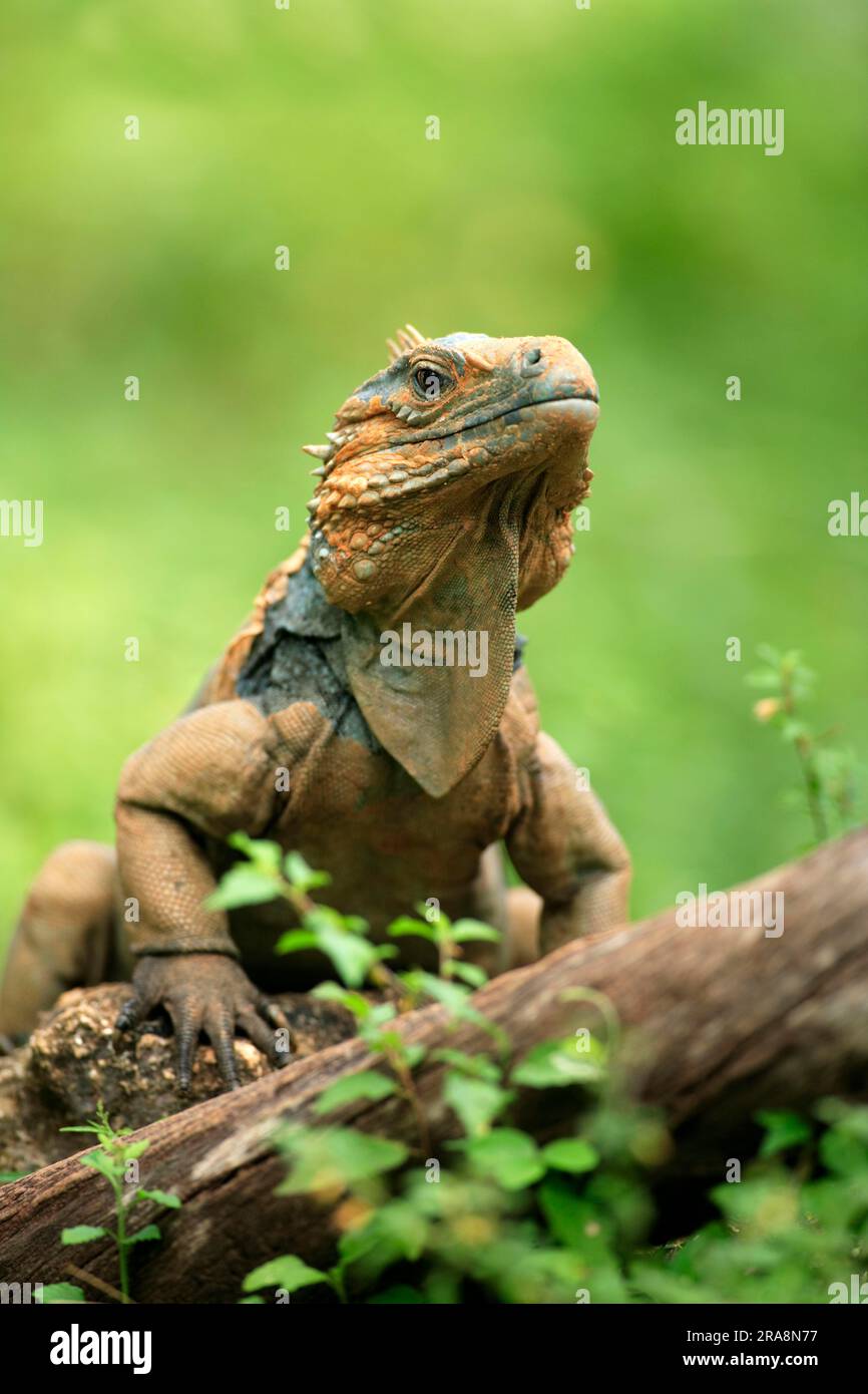 Grand Cayman Rock Iguana, male, Grand Cayman (Cyclura nubila lewisi