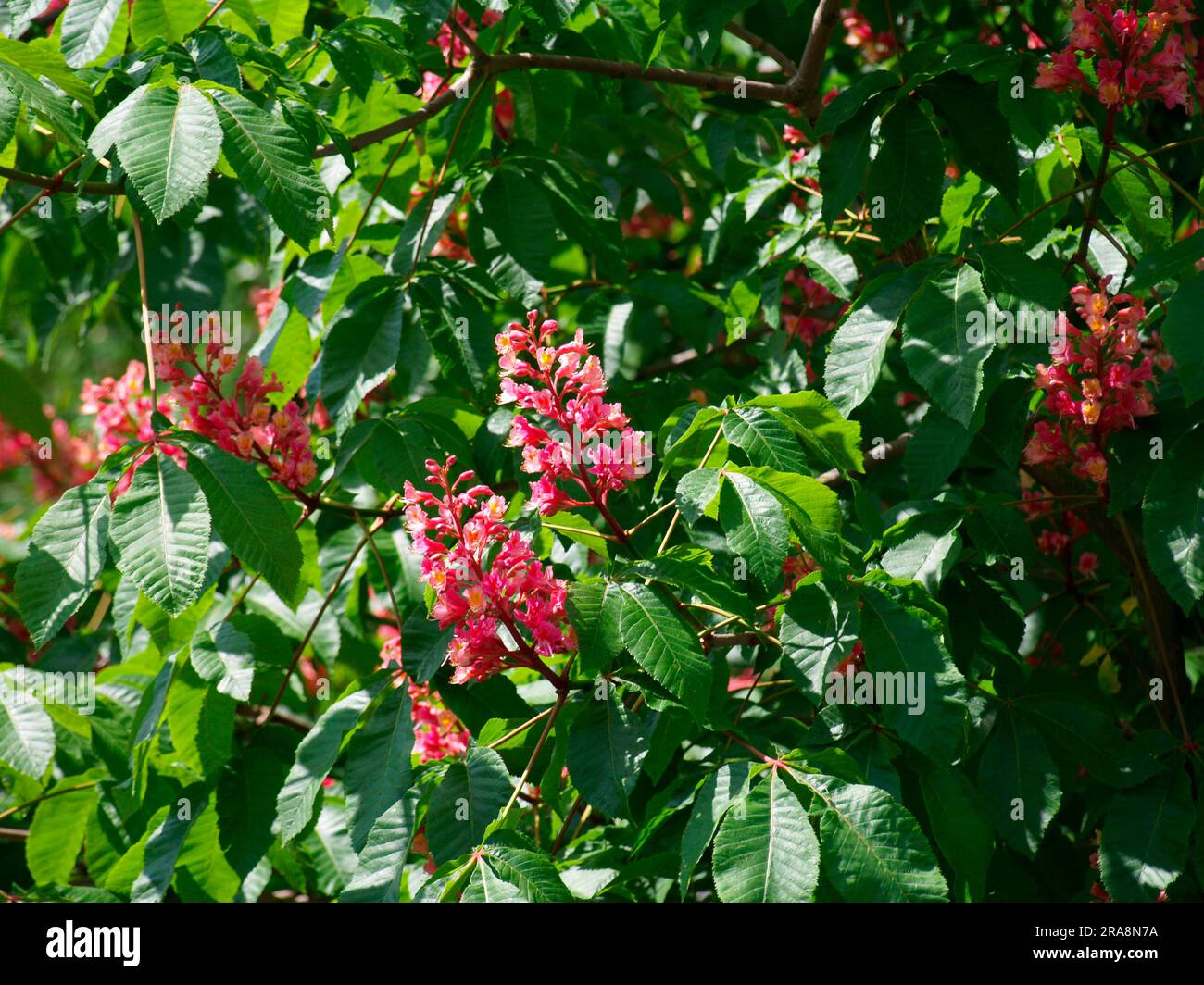 Red-flowered horse chestnut (Aesculus x carnea), Chestnut tree Stock Photo