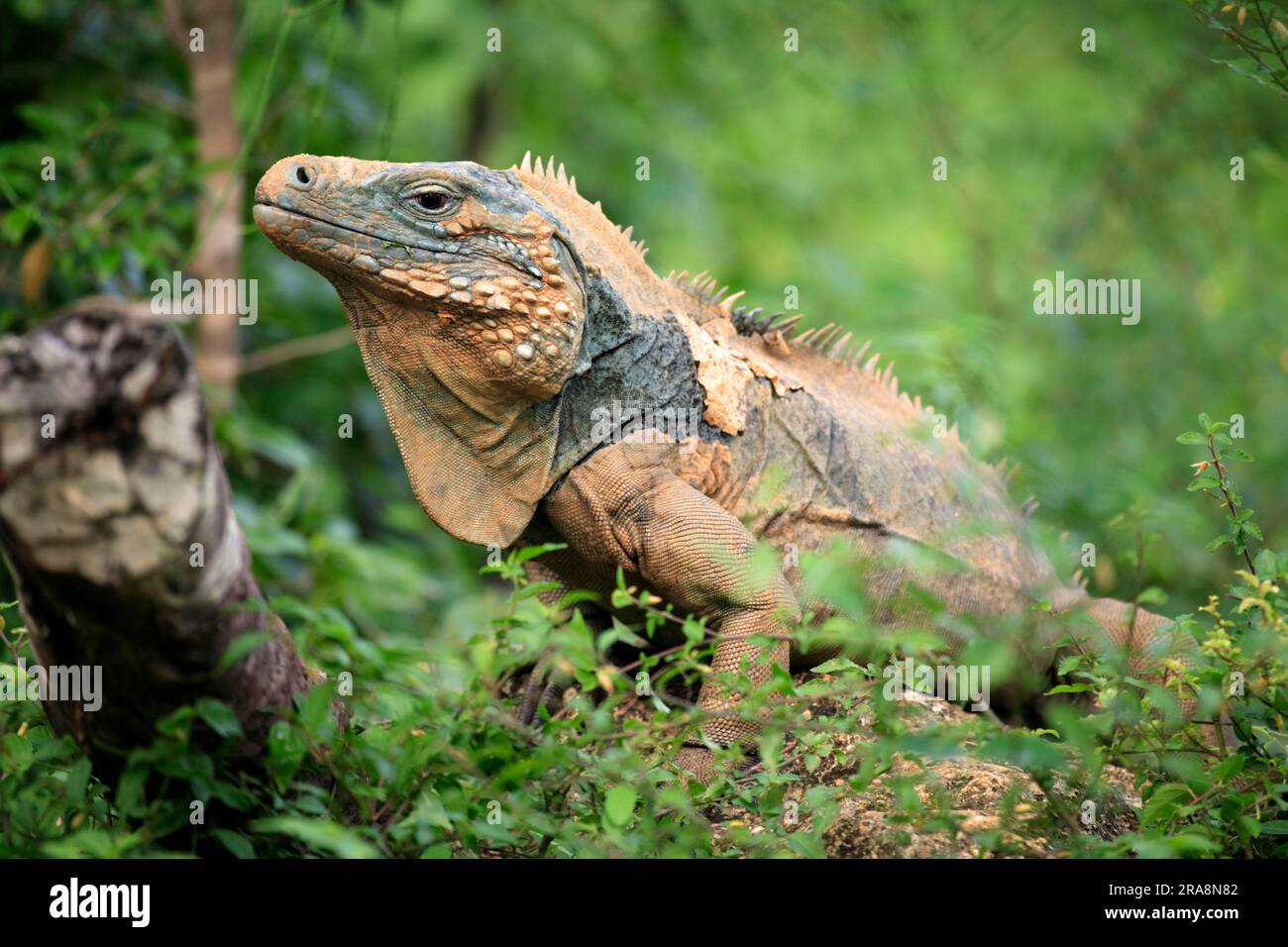 Grand Cayman Rock Iguana, male, Grand Cayman (Cyclura nubila lewisi