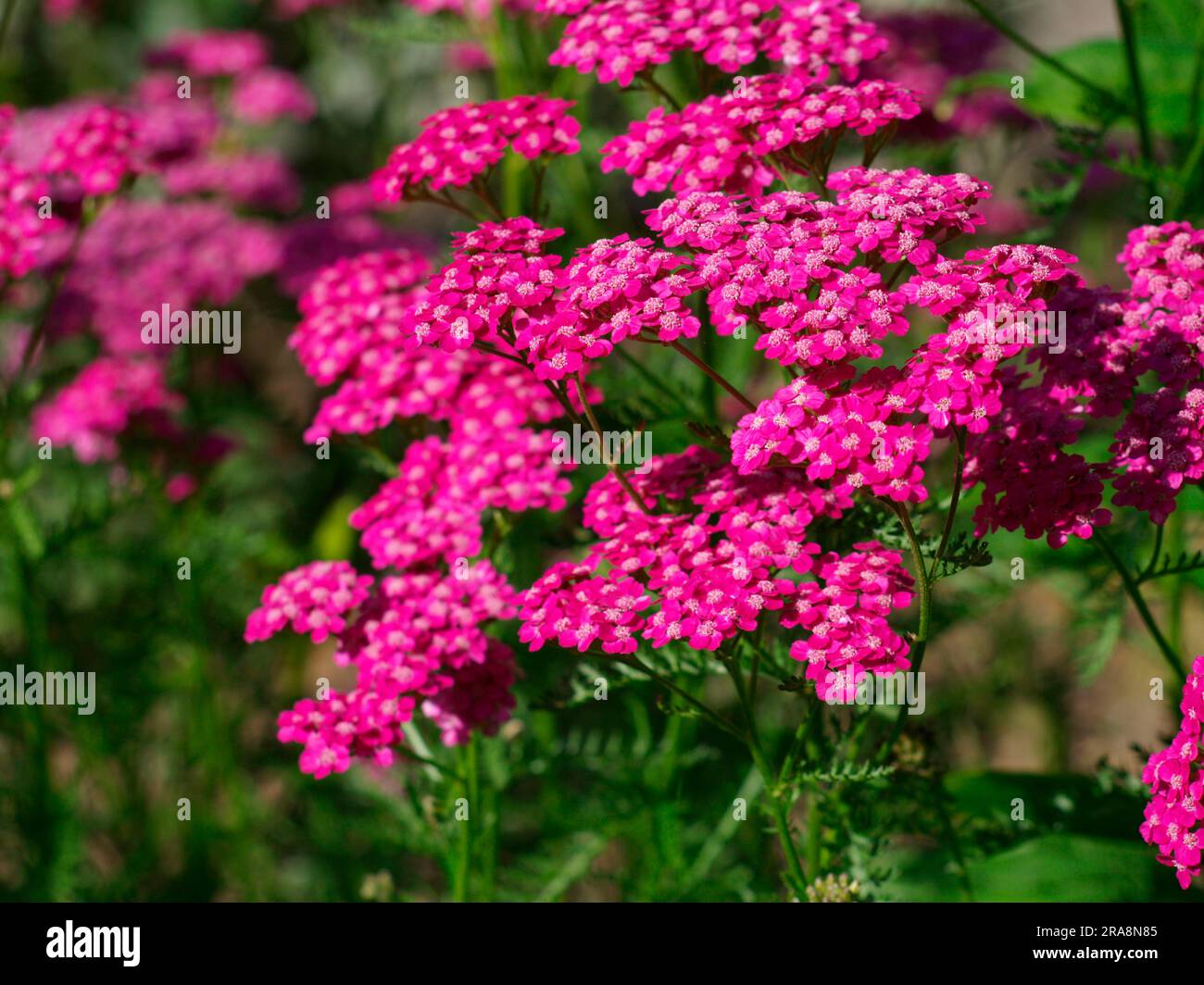 Yarrow Common yarrow (Achillea millefolium), Cherry Queen Stock Photo