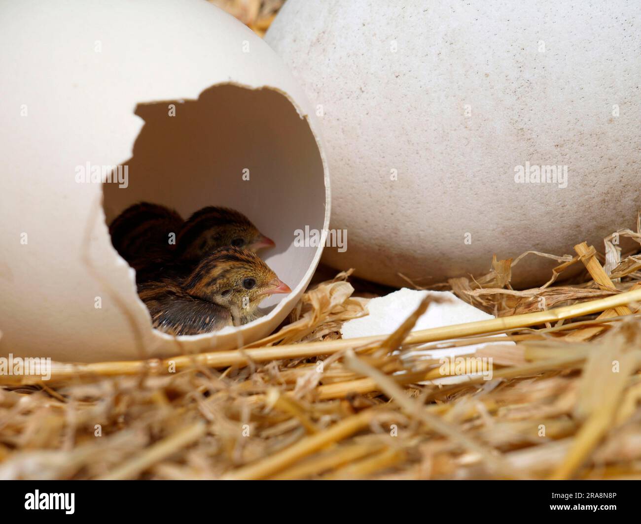 King Quails Coturnix Chinensis Chicks In Shell Of Ostrich Egg Stock King Quails Coturnix Chinensis Chicks In Shell Of Ostrich Egg Stock