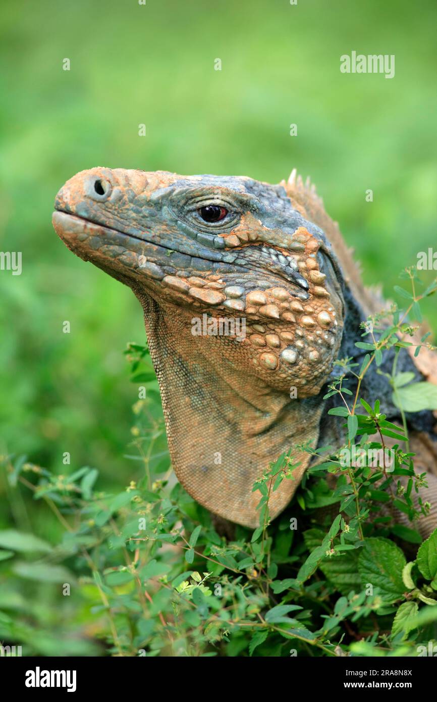 Grand Cayman Rock Iguana, male, Grand Cayman (Cyclura nubila lewisi