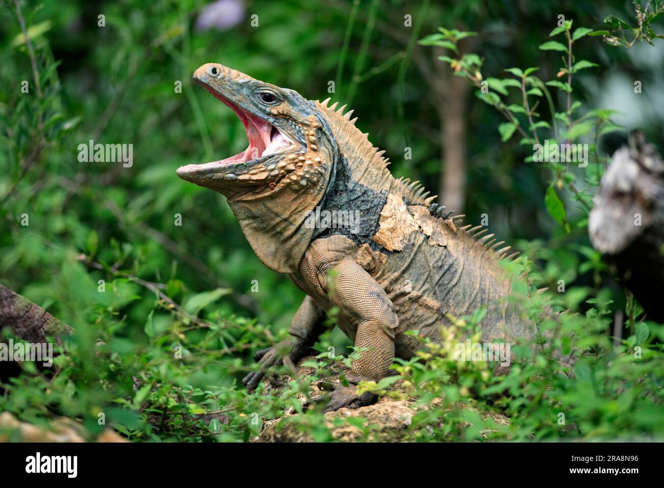 Grand Cayman Rock Iguana, male, Grand Cayman (Cyclura nubila lewisi