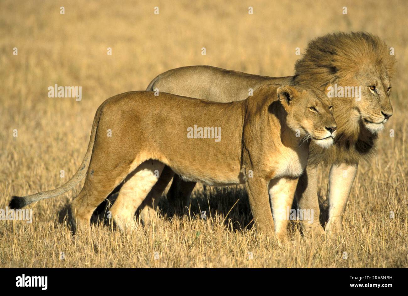 African Lions (Panthera leo), pair, Masai Mara Game Reserve, Kenya ...