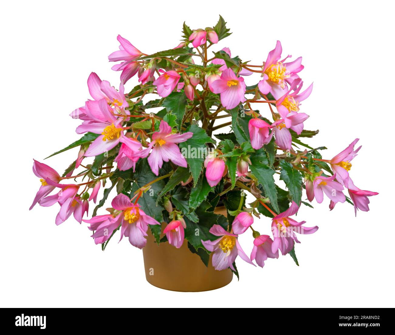 Closuep of an isolated pink flowering begonia flower Stock Photo