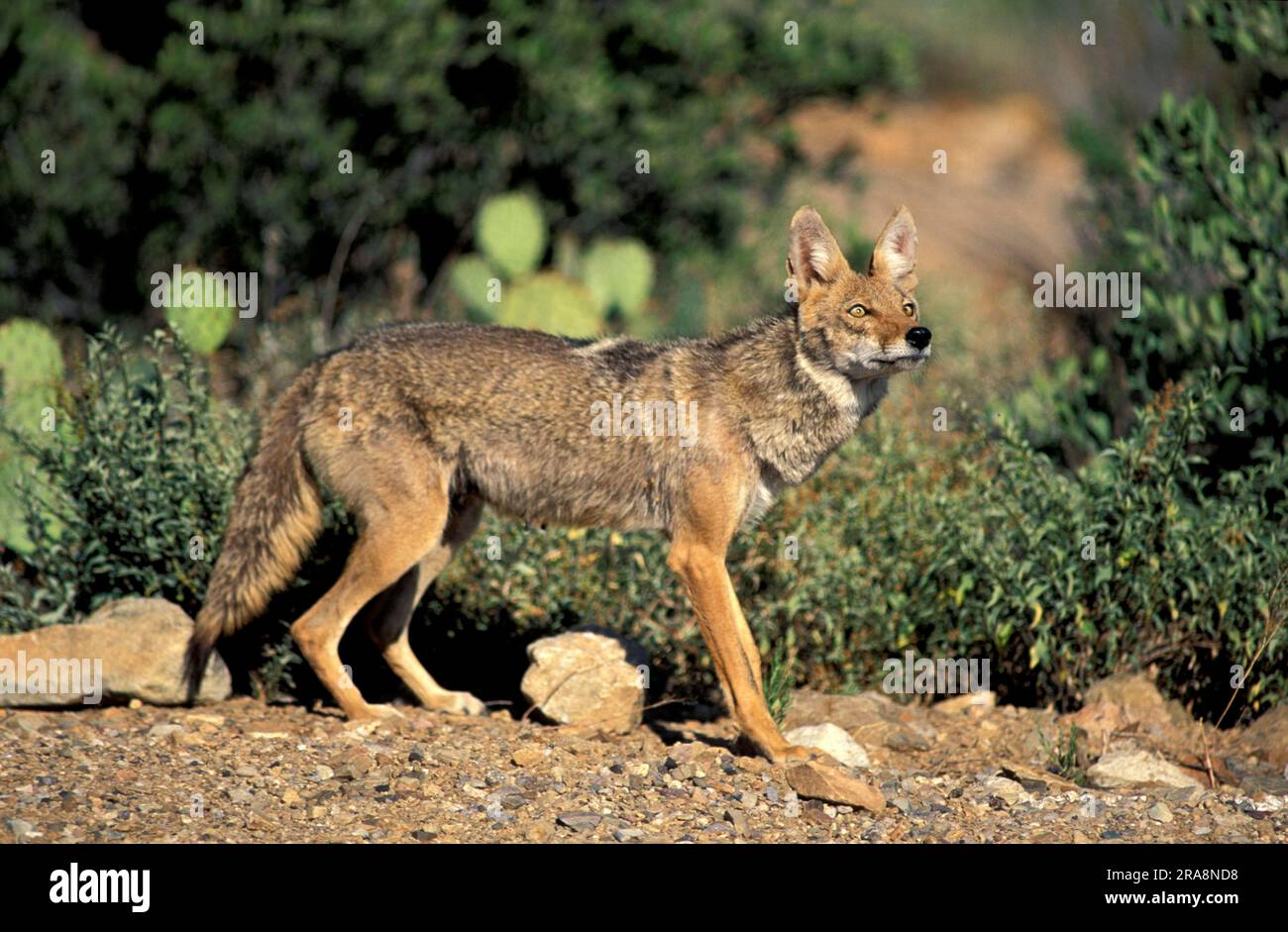 A Coyote, Canis latrans, in the Arizona Sonoran Desert Museum near Tucson,  Arizona Stock Photo - Alamy