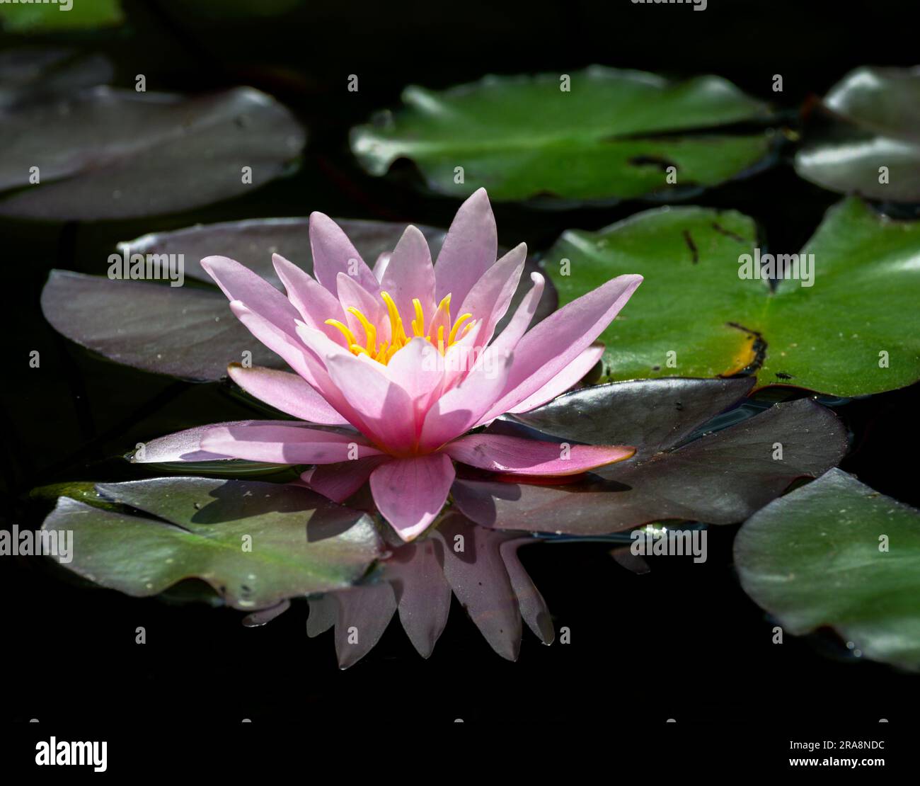 Closeup of a pink water lilly blossom in a pond Stock Photo