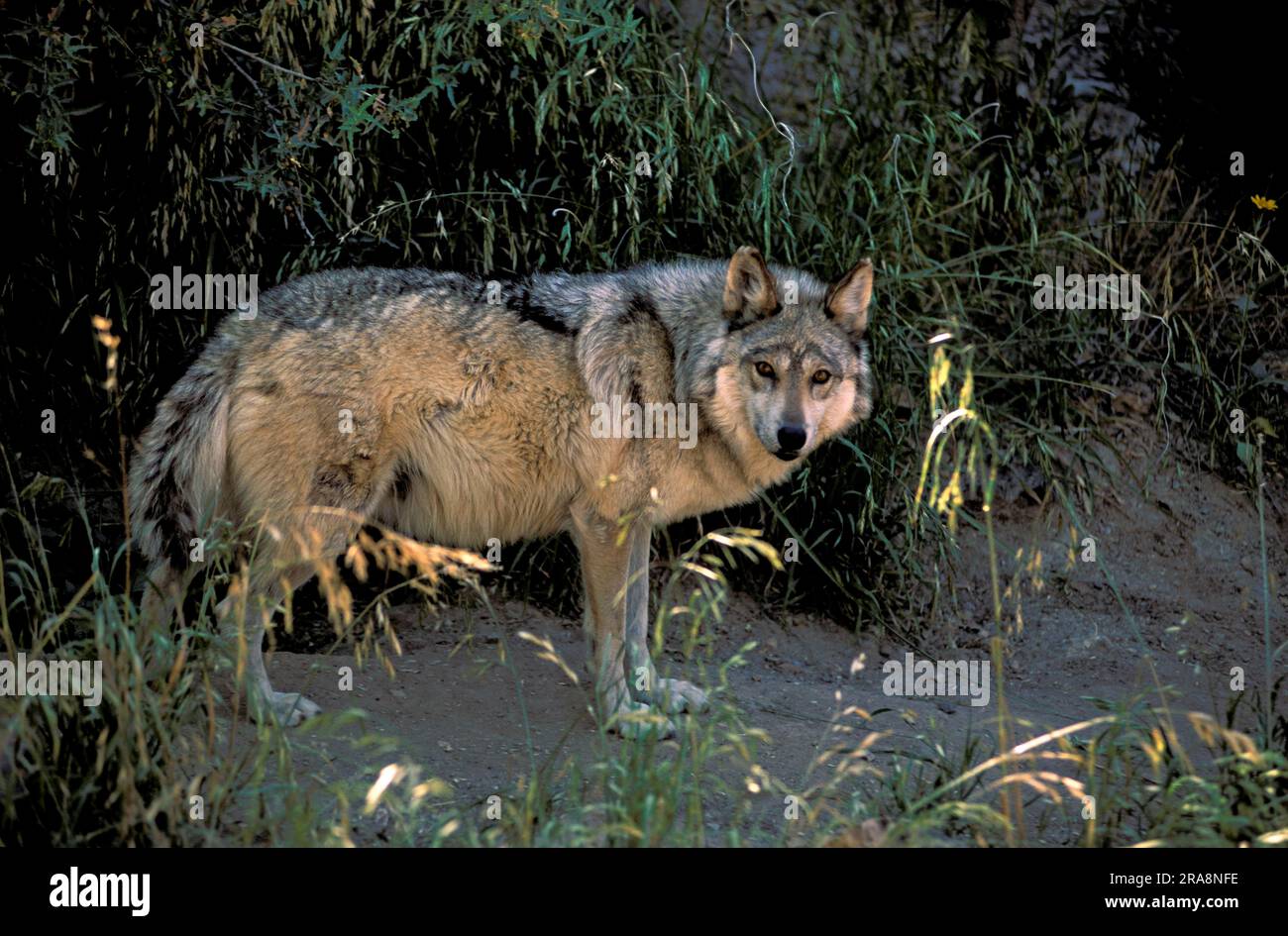 Mexican Wolf (Canis Lupus Baileyi), Lateral View Stock Photo - Alamy