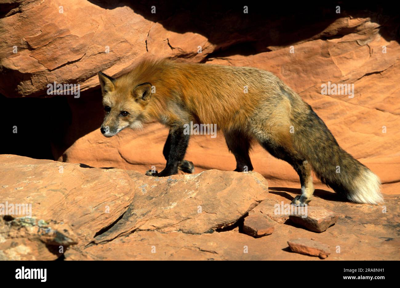 American Red Fox (Vulpes vulpes fulva), male Stock Photo - Alamy