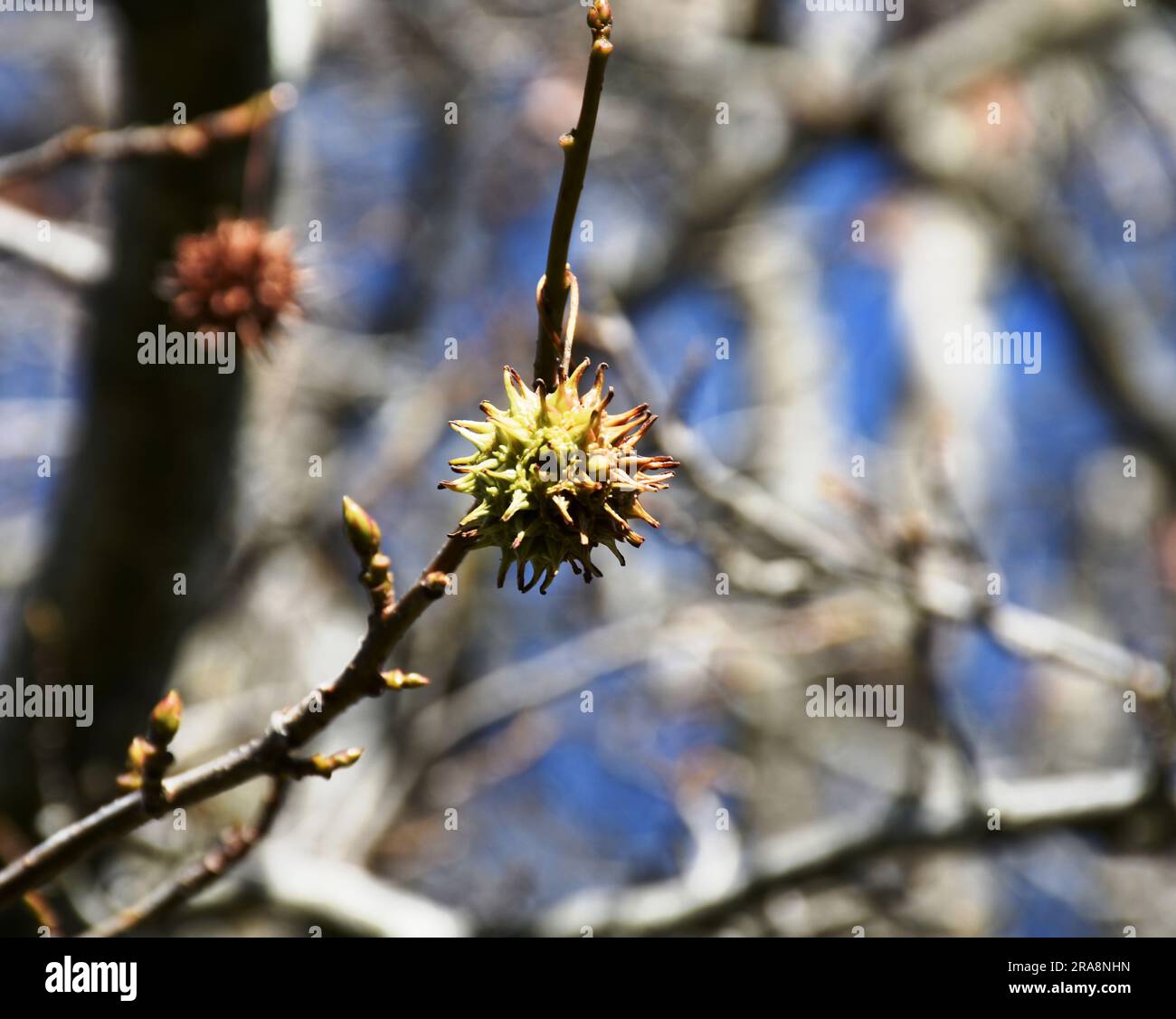Oriental sweet gum pod Stock Photo - Alamy