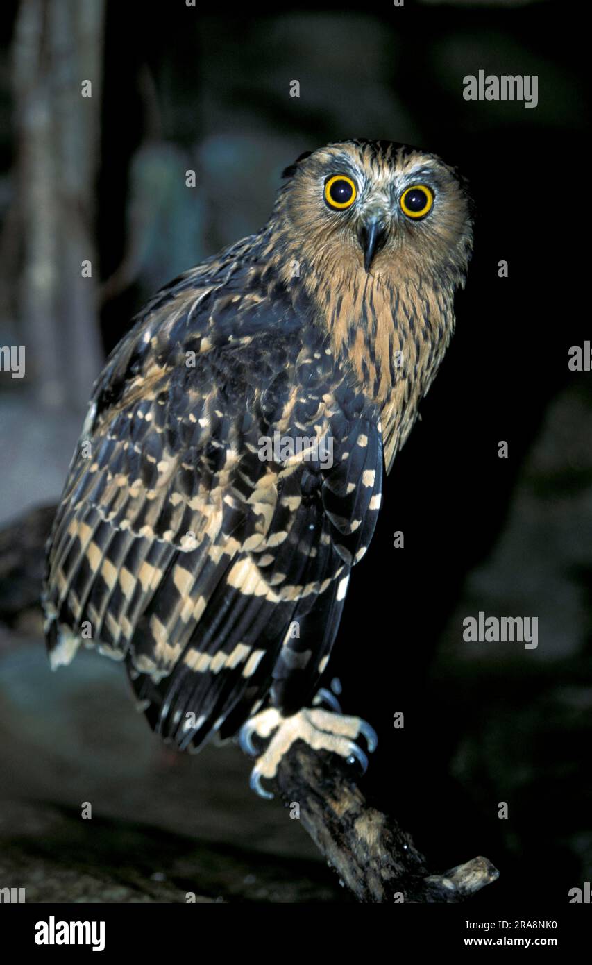 Buffy Fish Owl (Ketupa ketupu) (Bubo ketupu), Malay Fish Owl, Malaysian Fish Owl Stock Photo