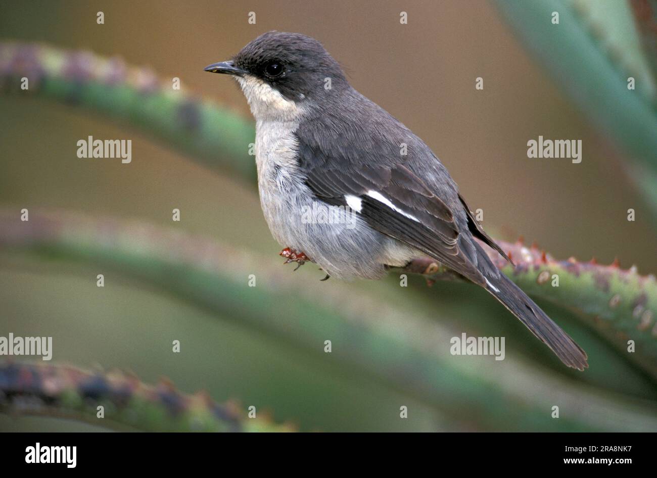 Fiscal Flycatcher, Addo Elephant national park, South Africa (Sigelus silens) Stock Photo