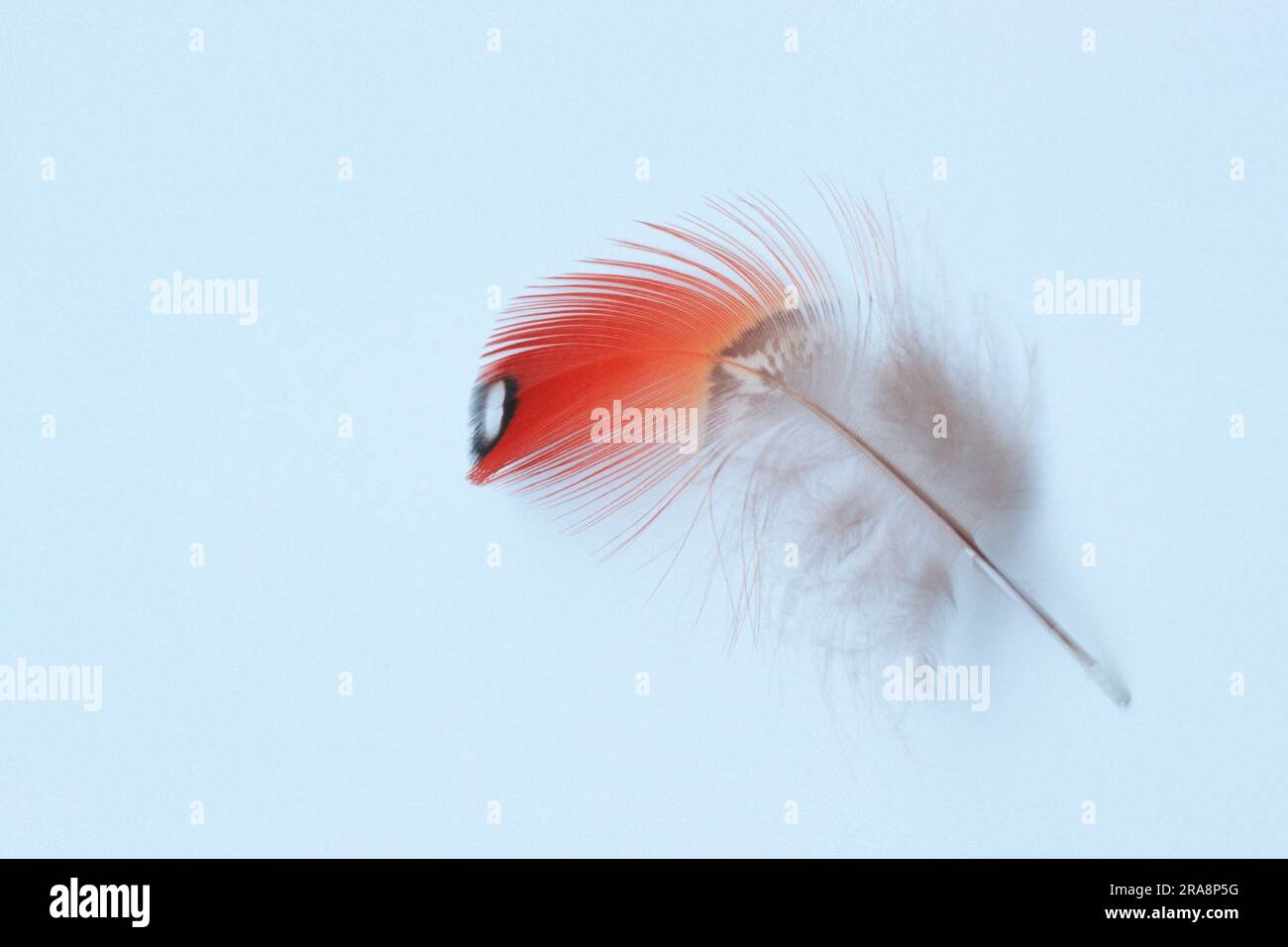 Satyr Tragopan, Feather (Tragopan satyra) Stock Photo