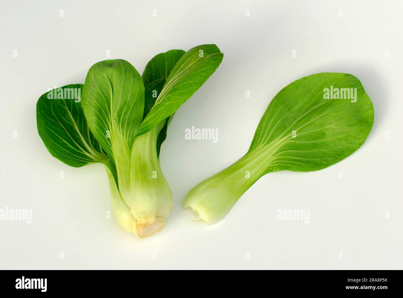 Pakchoi, Chinese mustard cabbage, Bok choy (Brassica chinensis
