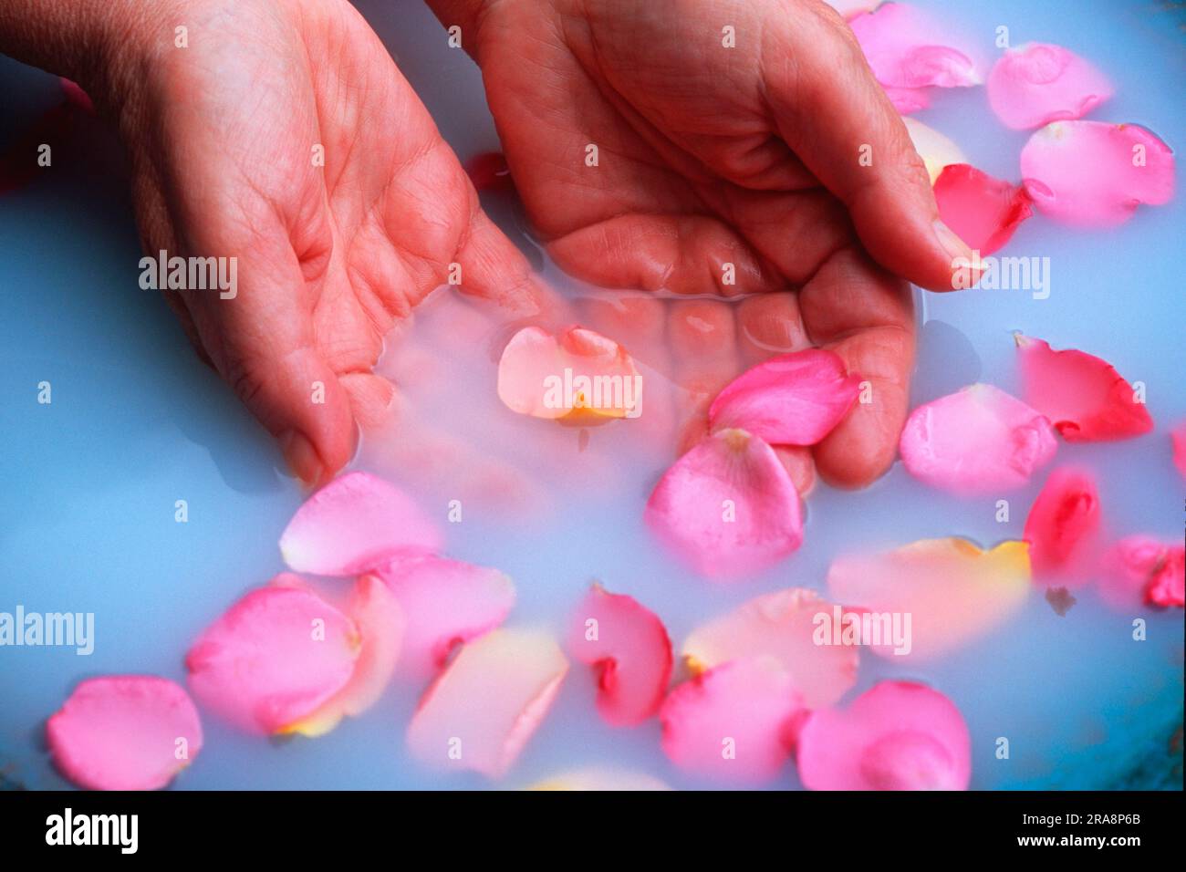 Rose petals in water with milk Stock Photo Alamy