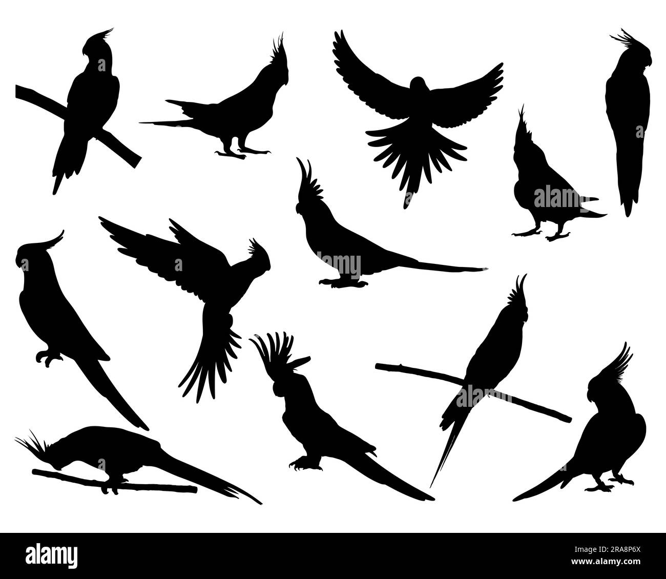 Set of Cockatiel Silhouette Stock Vector Image & Art - Alamy