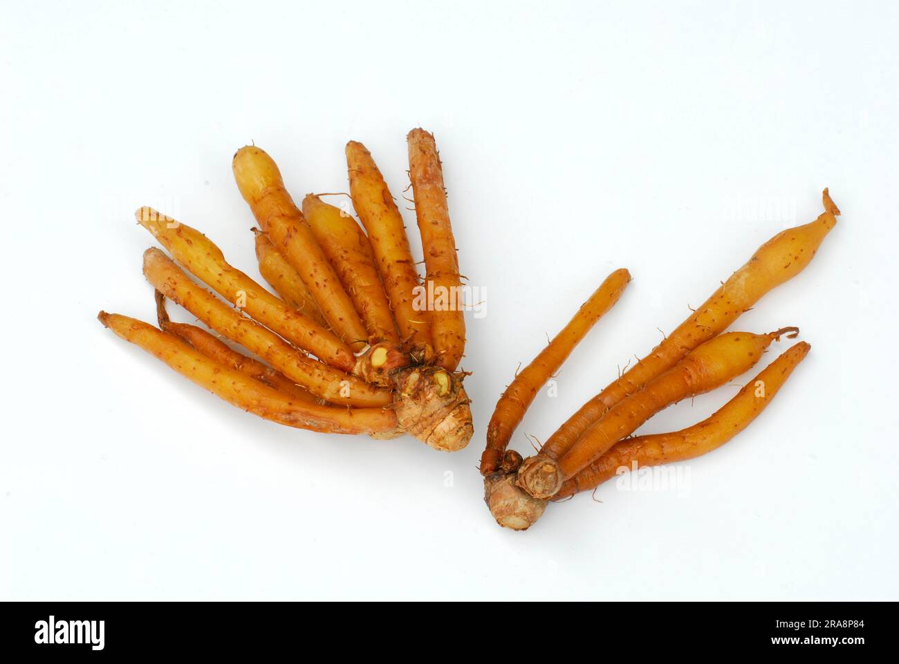 Boesenbergia rotunda (Boesenbergia rotunda) (Fighteria pandurata