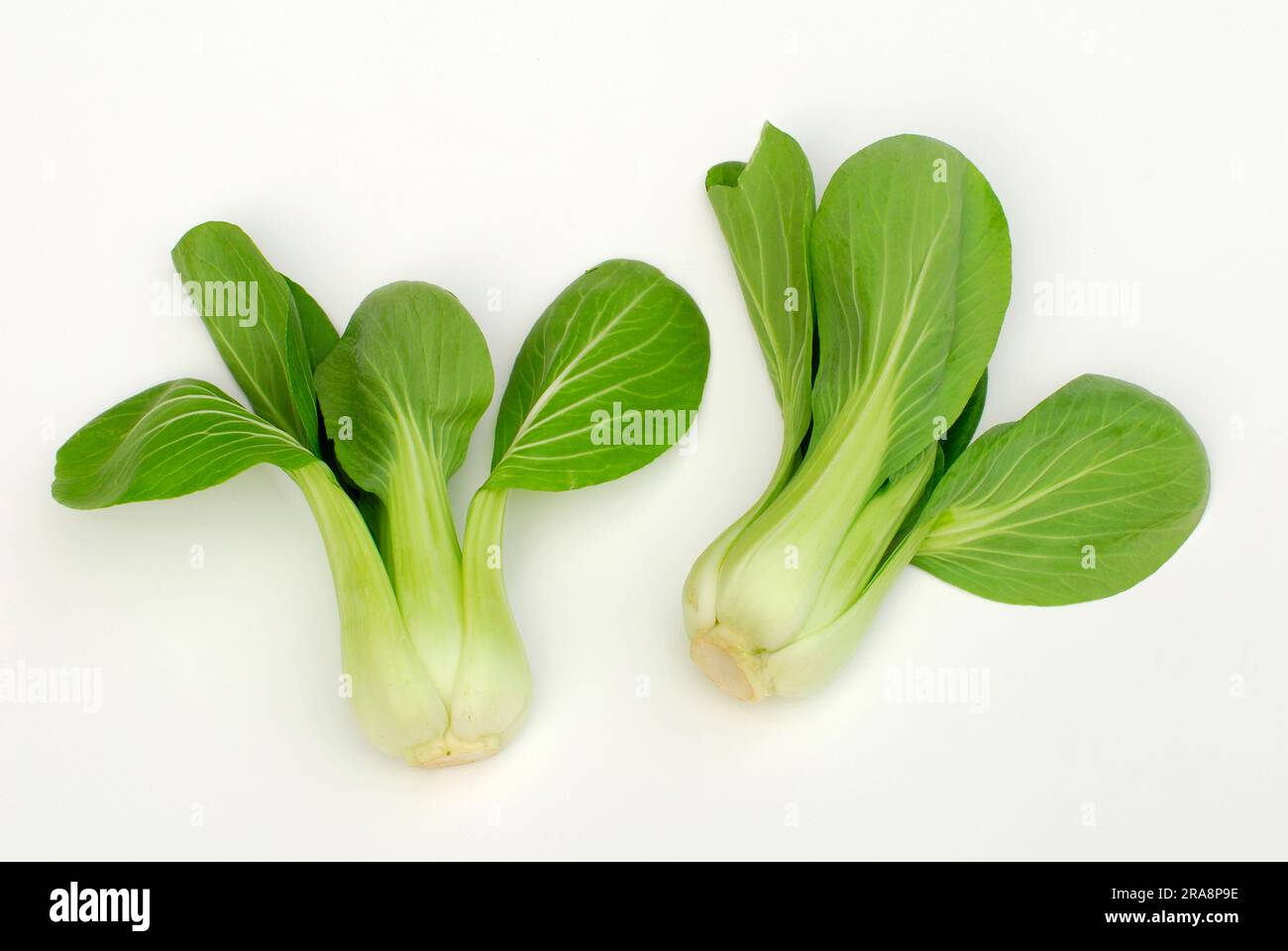 Pakchoi, Chinese mustard cabbage, Bok choy (Brassica chinensis