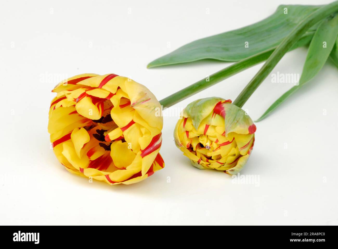 Perroquet tulips 'Golden Nice' Stock Photo