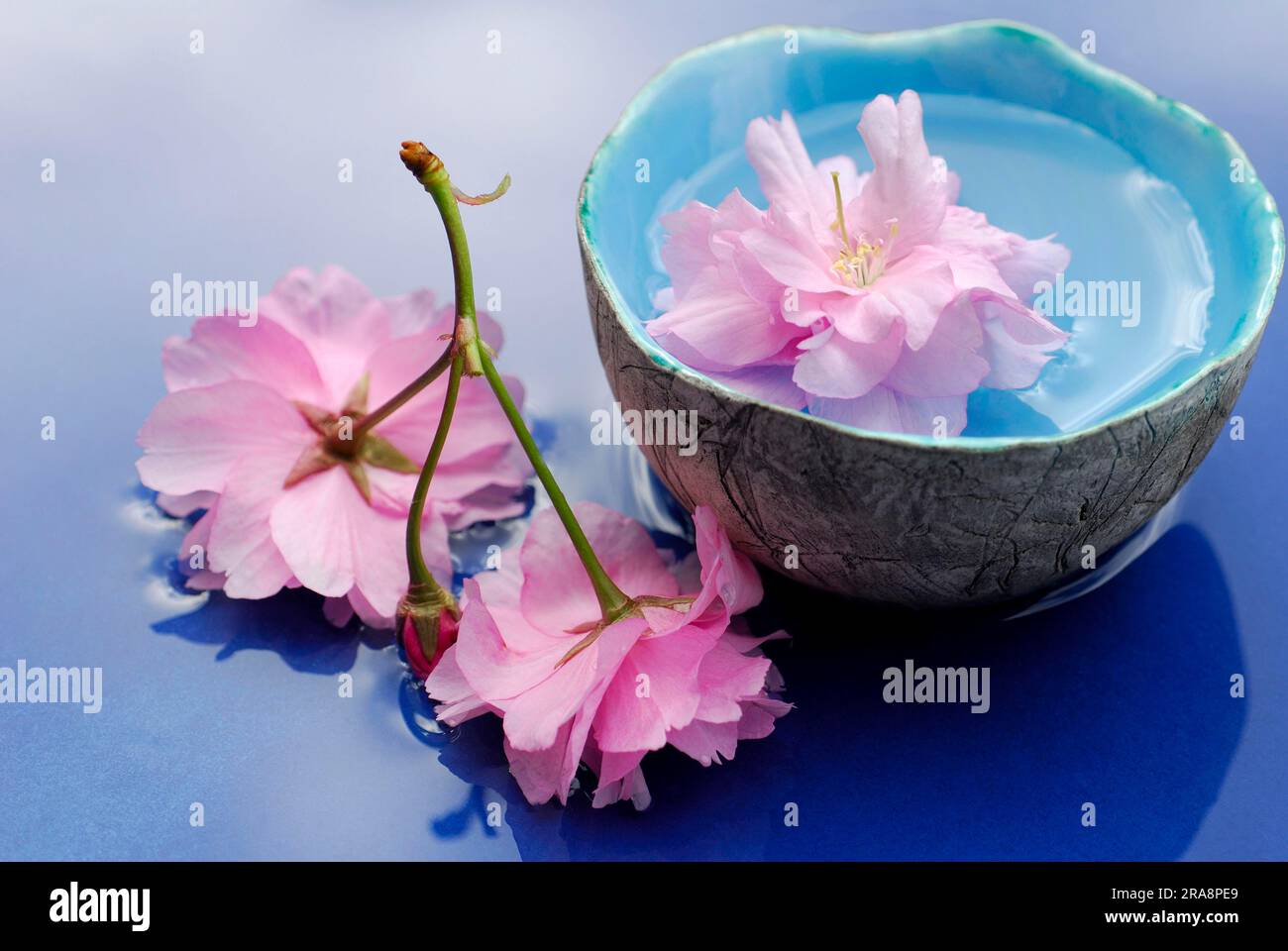 Japanese cherry (Prunus), Flower in bowl, cherry blossom Stock Photo