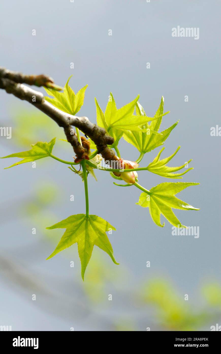 Sweet Gum Tree, young leaves (Liquidambar styraciflua Stock Photo Alamy