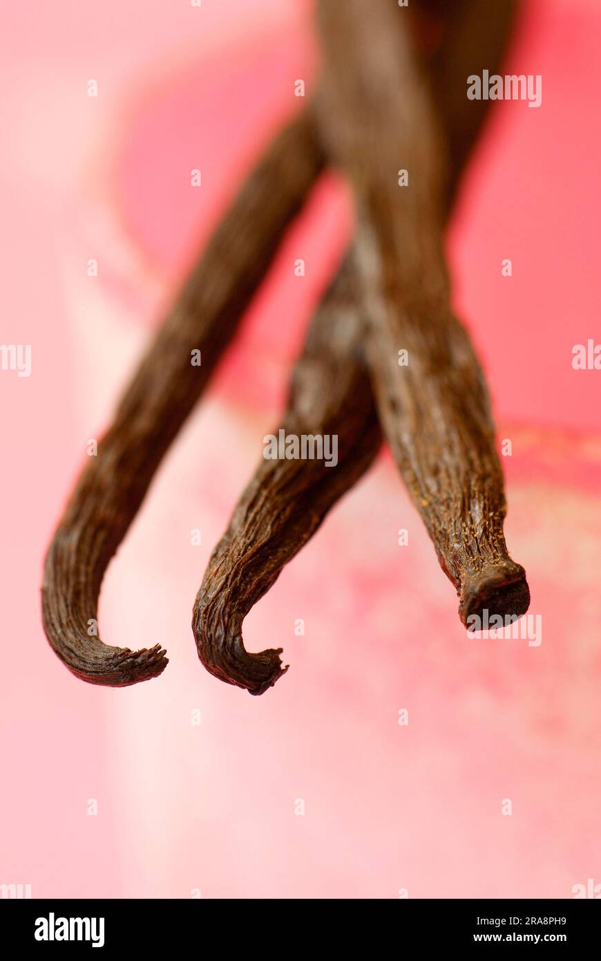 Vanilla beans (Vanilla planifolia Stock Photo Alamy
