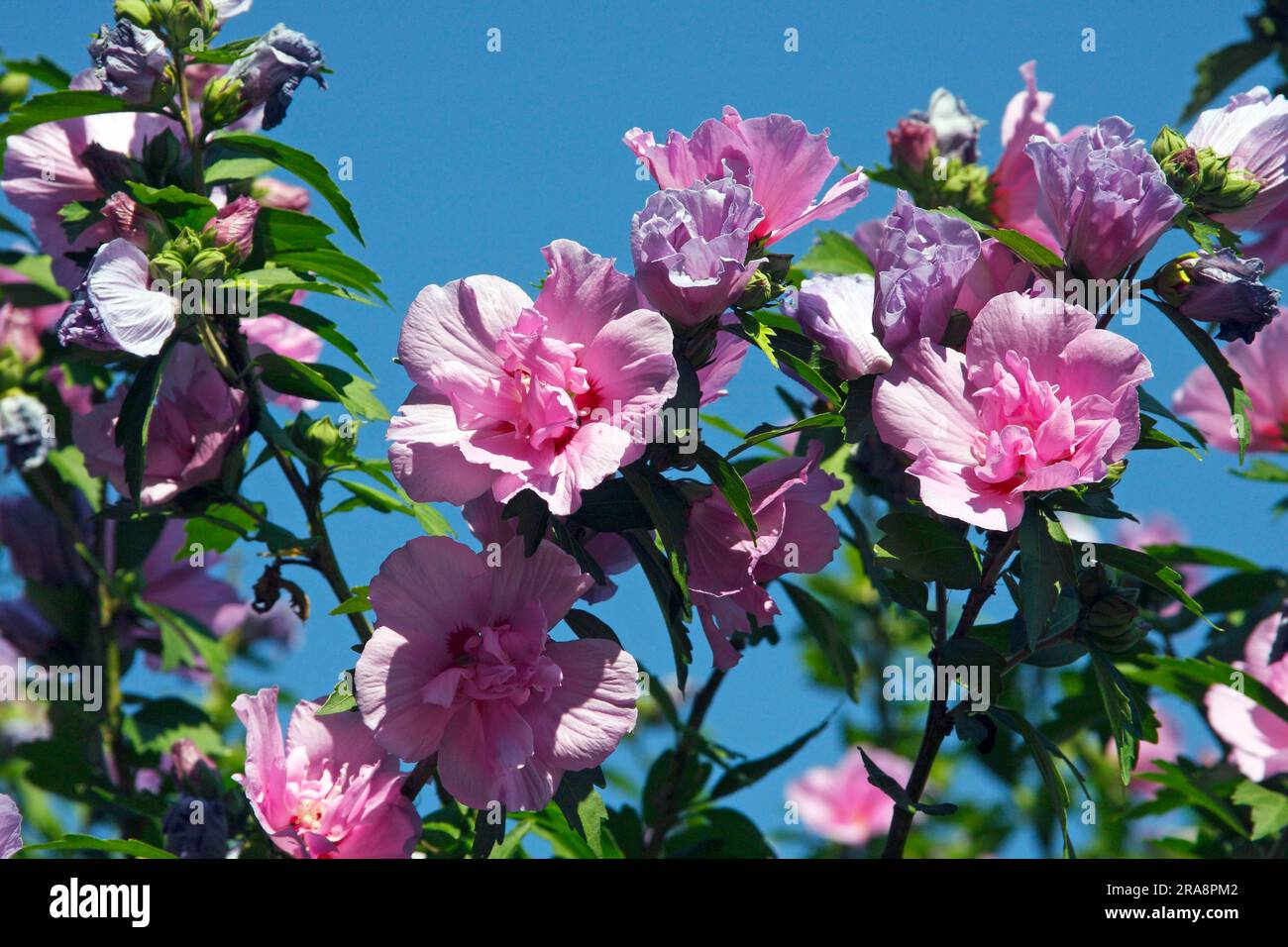 Rose-of-Sharon 'Ardens' (Hibiscus syriacus) Stock Photo