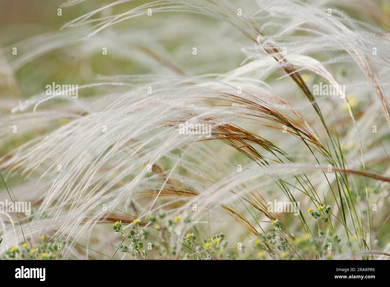 Grey feather grass (Stipa pennata), Bulgaria Stock Photo