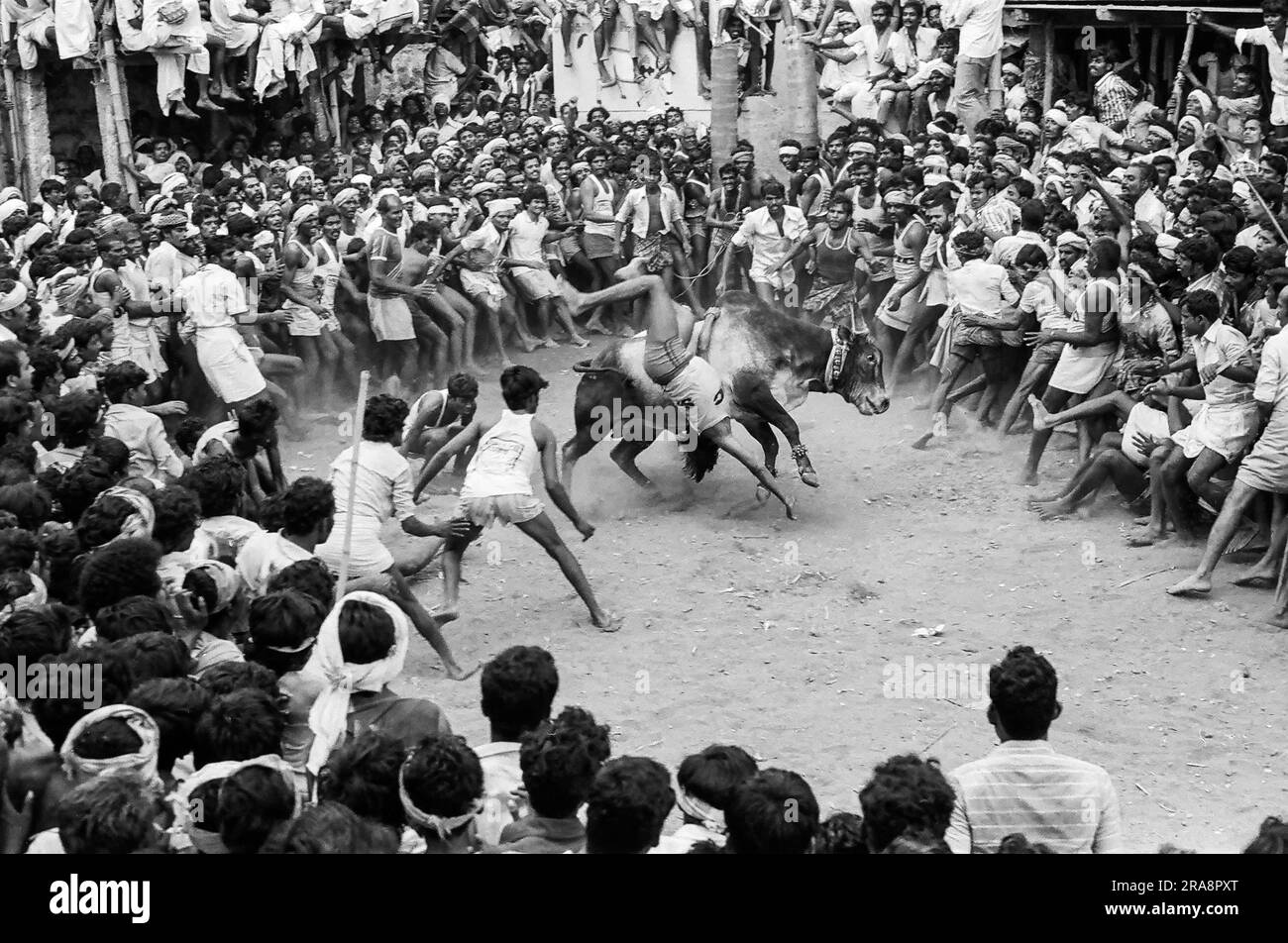 black and white photo, Jallikattu or bull taming during Pongal festival in Alanganallur near Madurai, Tamil Nadu, India, Asia Stock Photo