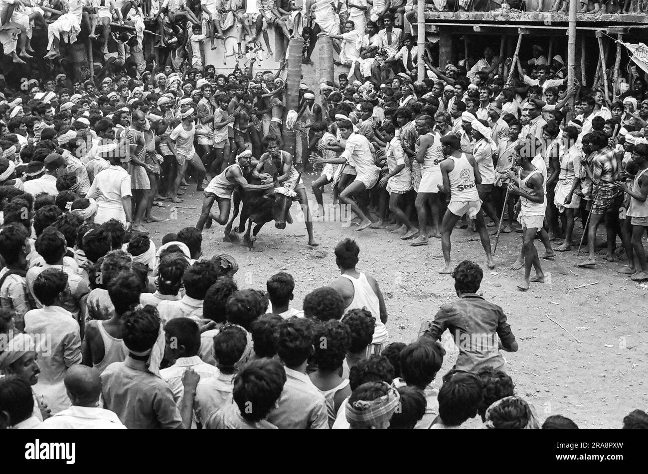 black and white photo, Jallikattu or bull taming during Pongal festival