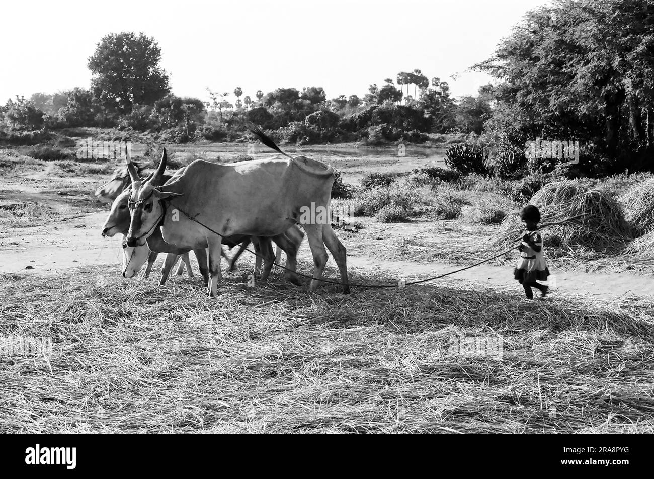 black and white photo, A girl child threshing rice or paddy by bullocks ...